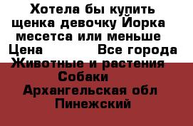 Хотела бы купить щенка девочку Йорка 2 месетса или меньше › Цена ­ 5 000 - Все города Животные и растения » Собаки   . Архангельская обл.,Пинежский 